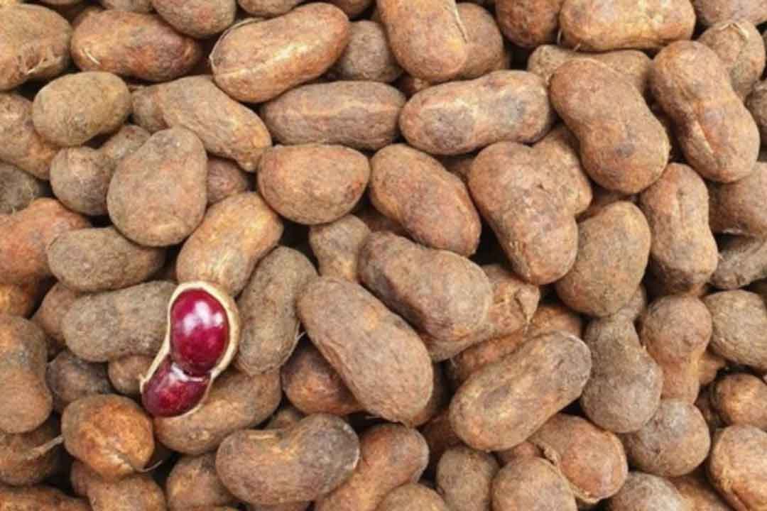 Kacang Bogor Oleh-oleh Khas Bogor